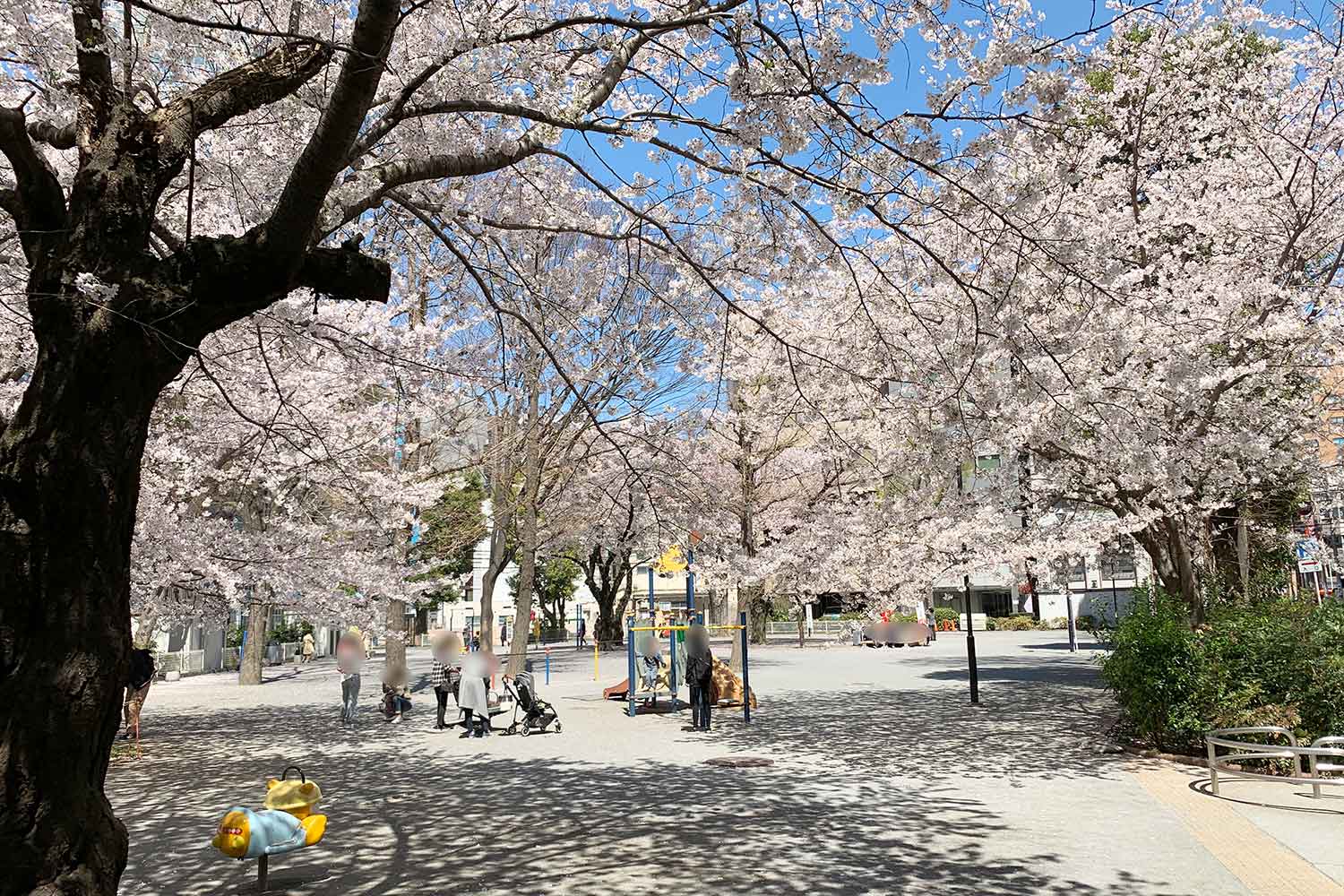東池袋公園の桜