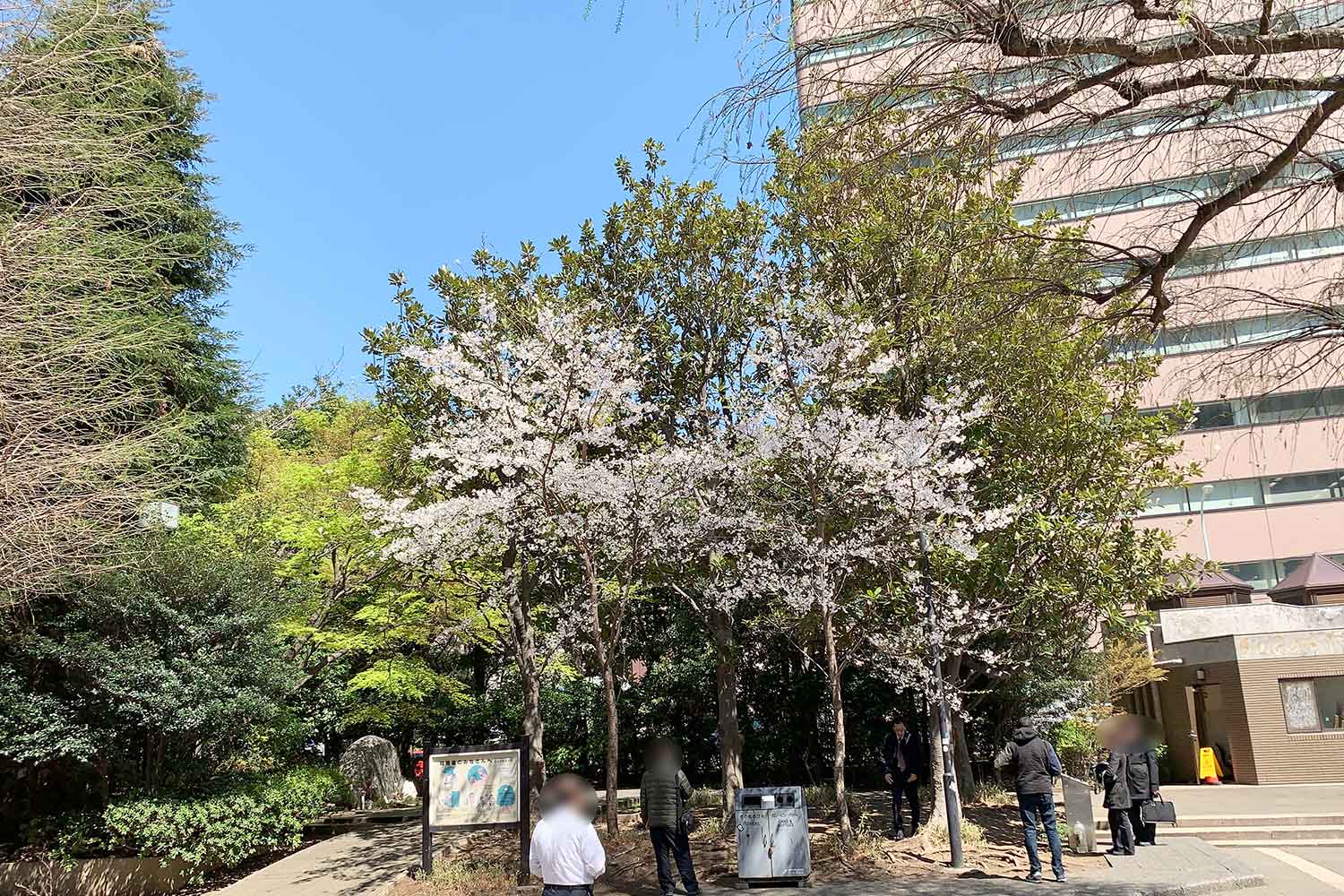 東池袋中央公園の桜