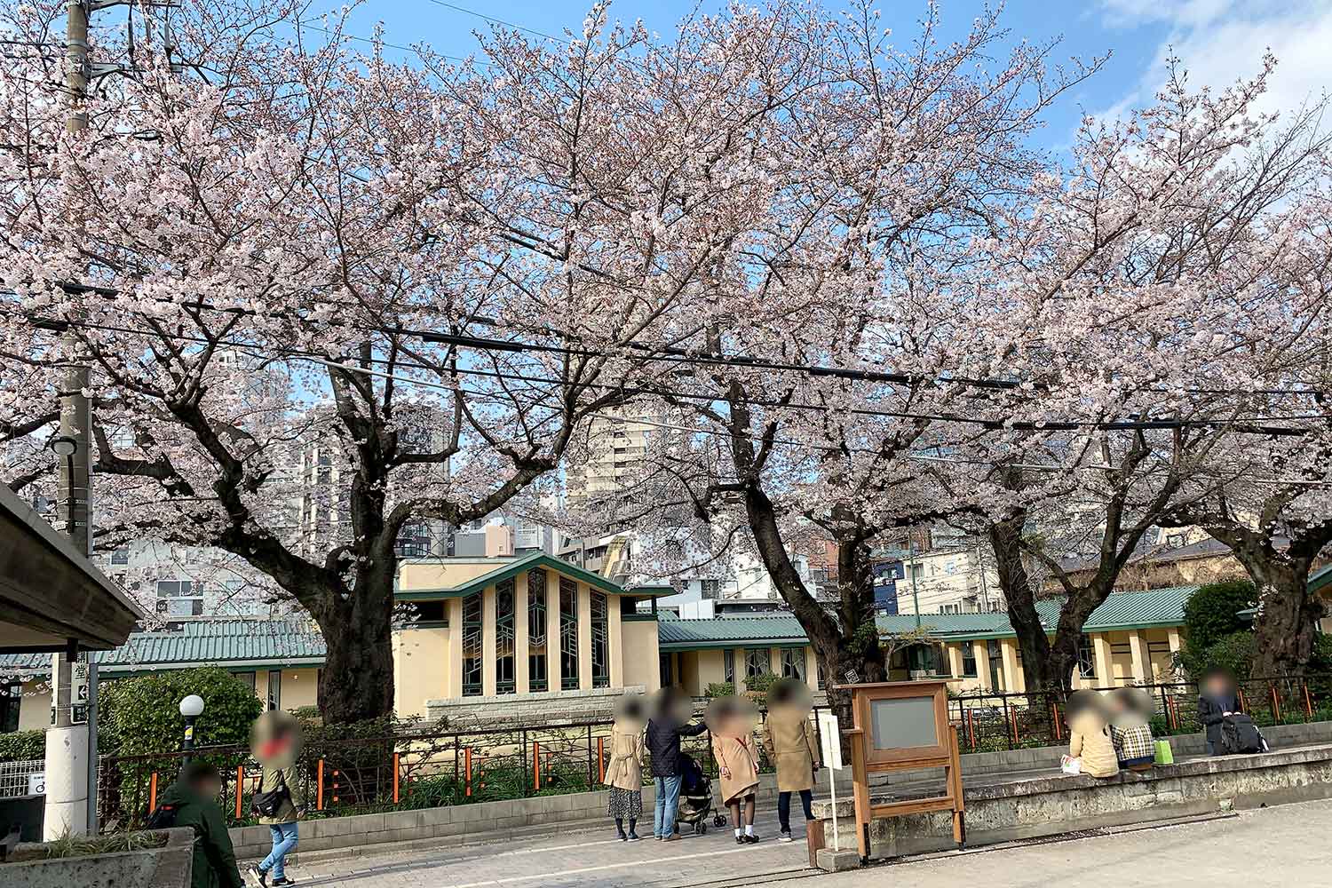 自由学園の桜