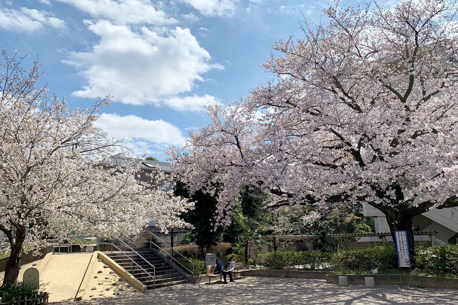 上池袋公園の桜