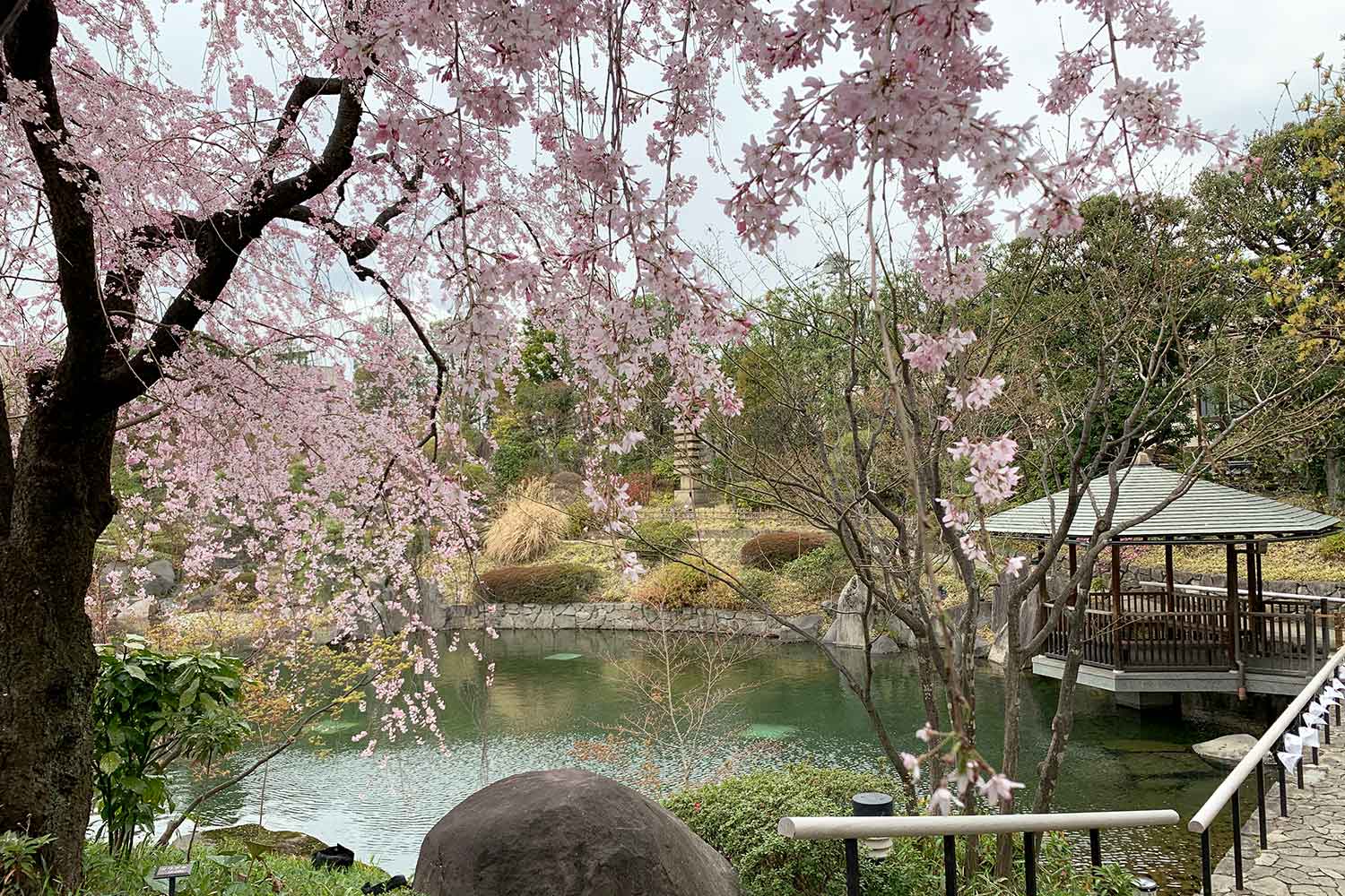 目白庭園の桜