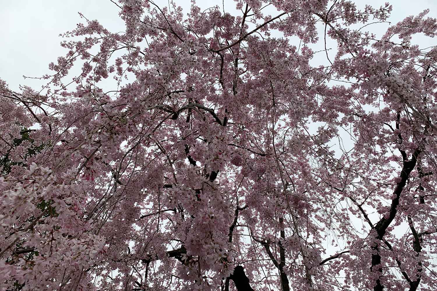 目白庭園の桜